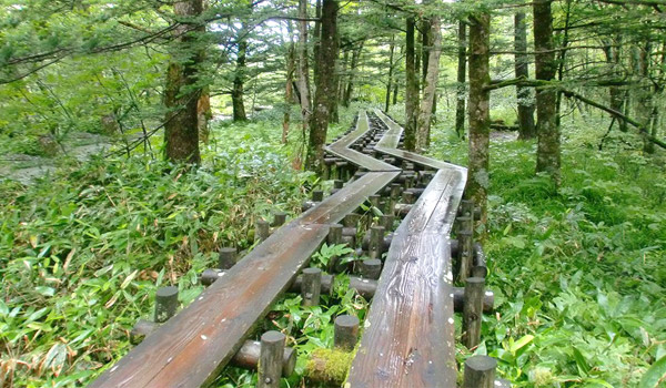 清冽な空気と緑に包まれる森林に続く木道